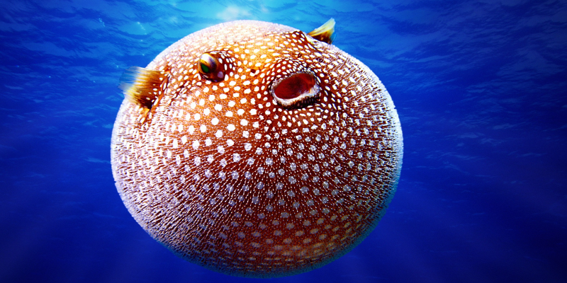 Poisson boule – Communication digitale et expériences sociales, stop ou encore ?