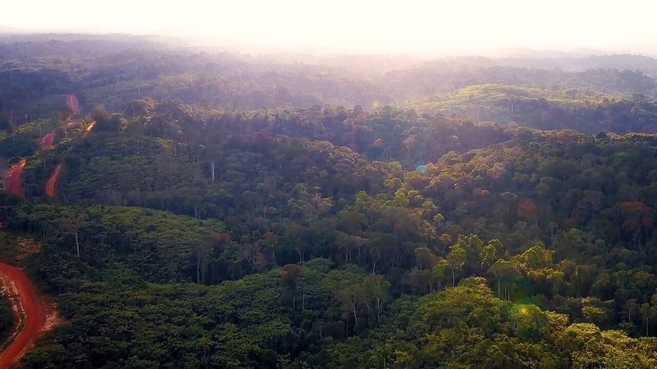 Forêt tropicale gabonaise vue du ciel au coucher de soleil, piste latéritique, film d'entreprise Bois du Gabon