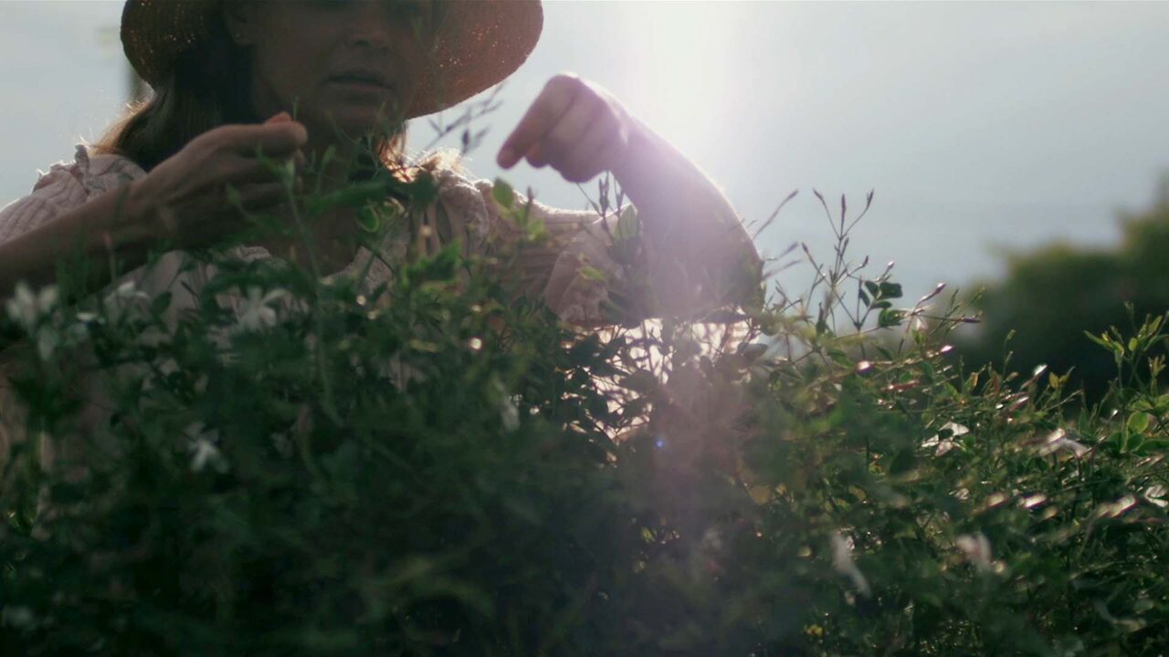 Femme cueillant des fleurs en contre-jour, vidéo institutionnelle Mane Group, industrie des fragrances