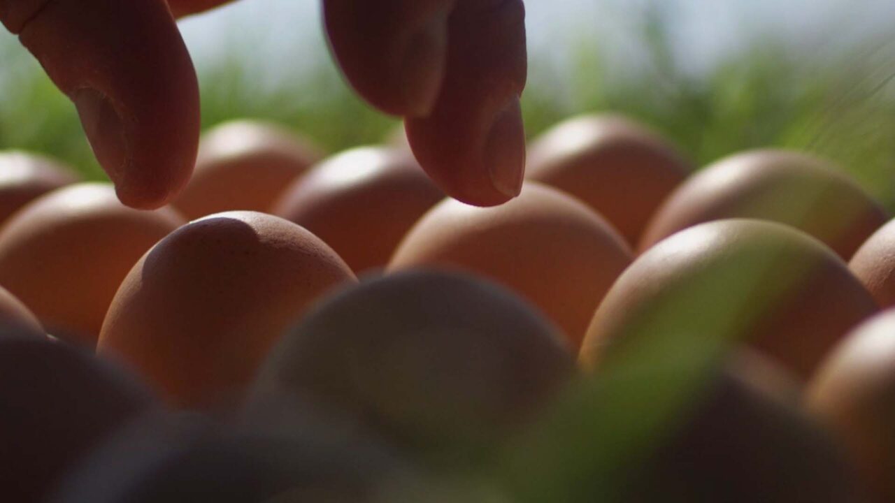 Main cueillant un œuf frais parmi d'autres, évoquant la proximité agricole de Mix Buffet, acteur agroalimentaire, film de marque